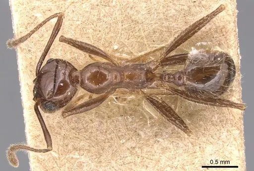 Pheidole obtusospinosa - CASENT0904367