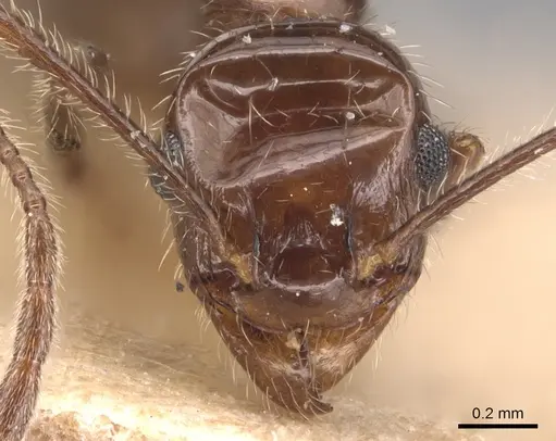 Pheidole obtusospinosa - CASENT0904367