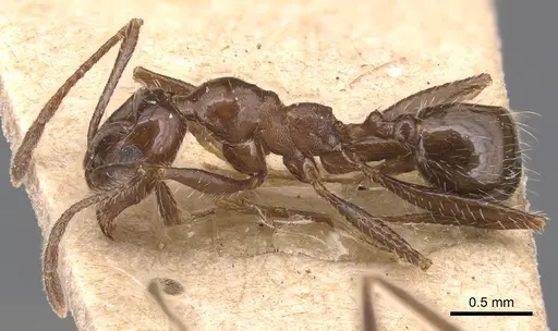 Pheidole obtusospinosa - CASENT0904367