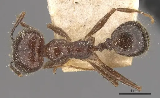 Pheidole obtusospinosa - CASENT0908154