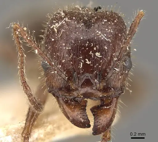 Pheidole obtusospinosa - CASENT0908154