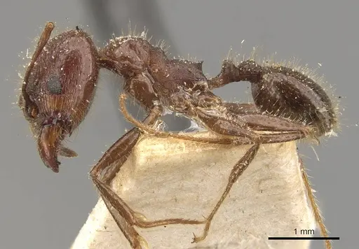 Pheidole obtusospinosa - CASENT0908154