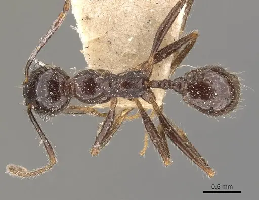 Pheidole obtusospinosa - CASENT0908155