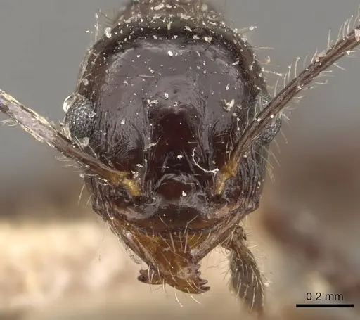 Pheidole obtusospinosa - CASENT0908155
