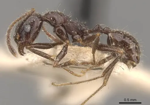 Pheidole obtusospinosa - CASENT0908155