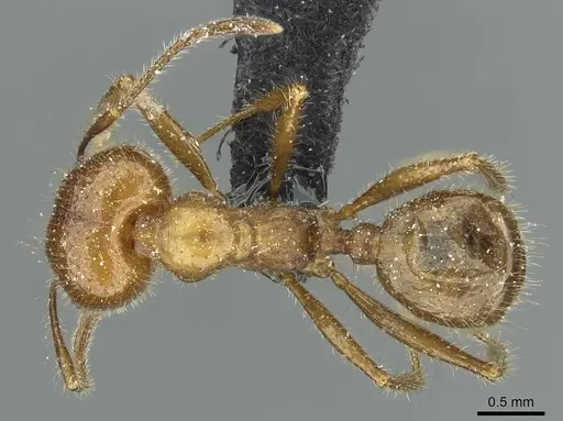 Pheidole obtusospinosa - CASENT0913338