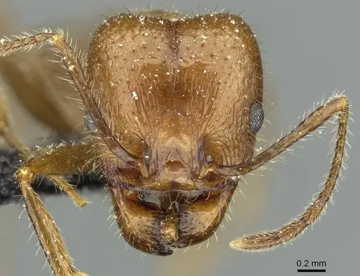 Pheidole obtusospinosa - CASENT0913338