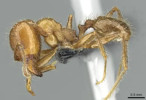 Pheidole obtusospinosa - CASENT0913338