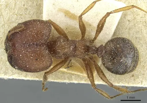 Pheidole obtusospinosa - CASENT0913377