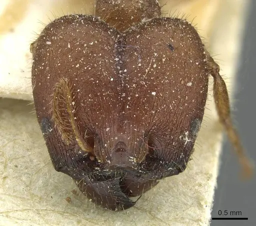 Pheidole obtusospinosa - CASENT0913377
