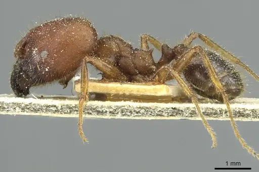 Pheidole obtusospinosa - CASENT0913377