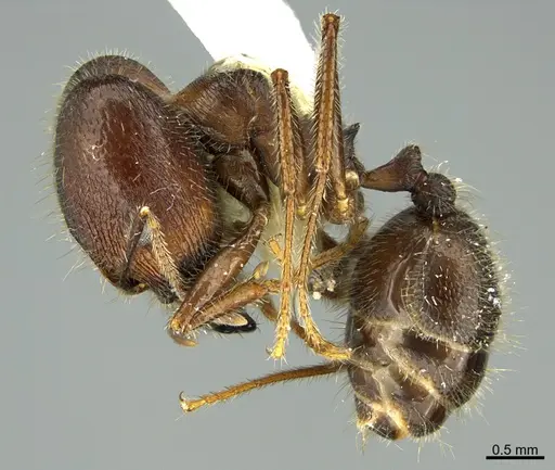 Pheidole obtusospinosa - CASENT0923592