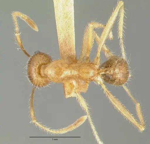 Pheidole obtusospinosa - CASTYPE00647