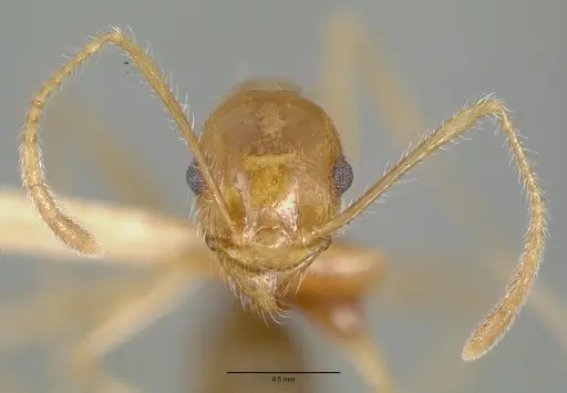 Pheidole obtusospinosa - CASTYPE00647