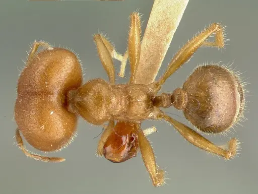 Pheidole obtusospinosa - CASTYPE00649