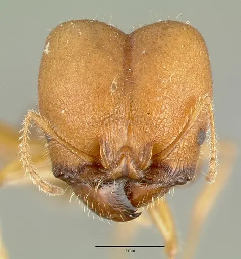 Pheidole obtusospinosa - CASTYPE00649