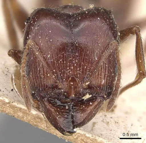 Pheidole occipitalis specimen