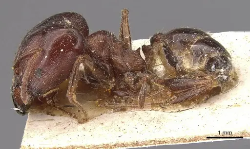 Pheidole occipitalis specimen