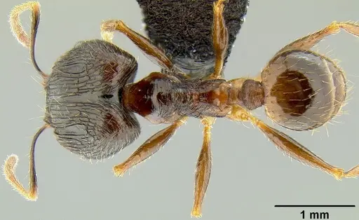 Pheidole oceanica specimen