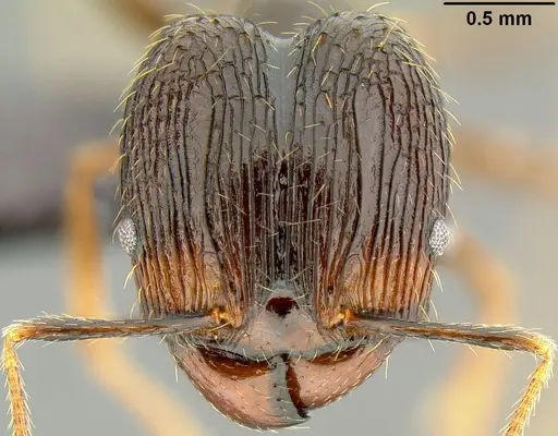 Pheidole oceanica specimen