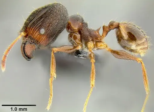 Pheidole oceanica specimen
