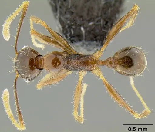 Pheidole oceanica - CASENT0171127