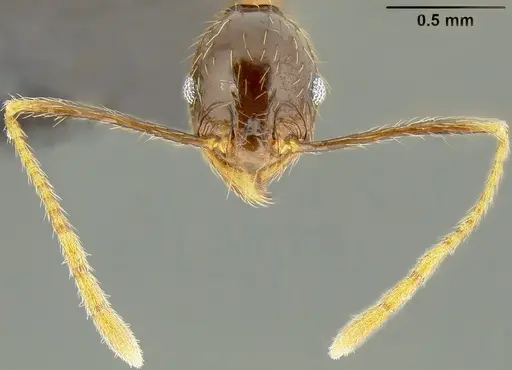 Pheidole oceanica - CASENT0171127