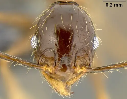 Pheidole oceanica - CASENT0171127