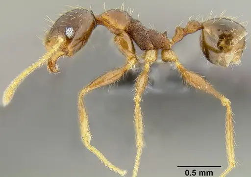 Pheidole oceanica - CASENT0171127