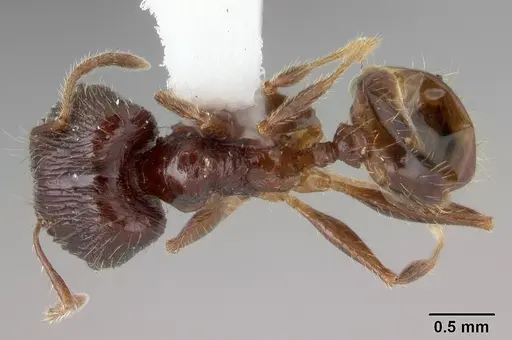 Pheidole oceanica - CASENT0178430