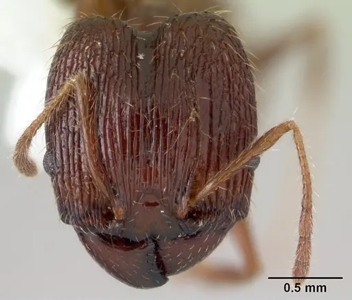 Pheidole oceanica - CASENT0178430