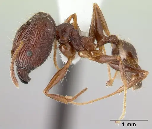 Pheidole oceanica - CASENT0178430