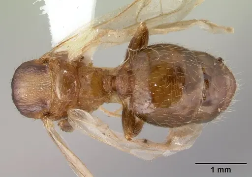 Pheidole oceanica - CASENT0178431