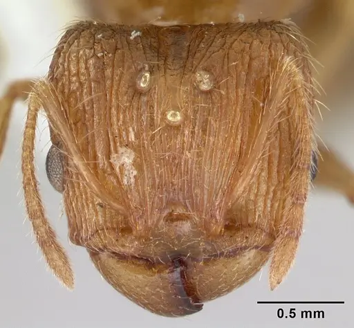 Pheidole oceanica - CASENT0178431