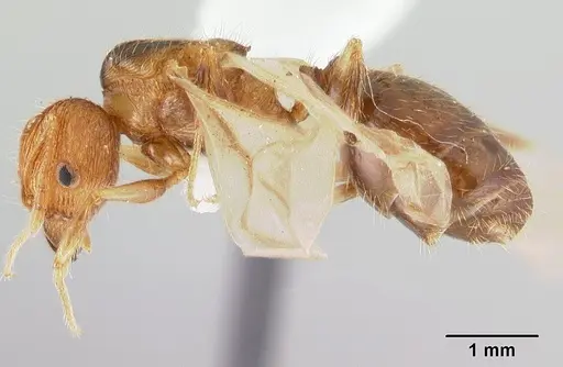 Pheidole oceanica - CASENT0178431