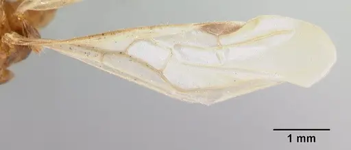 Pheidole oceanica - CASENT0178431