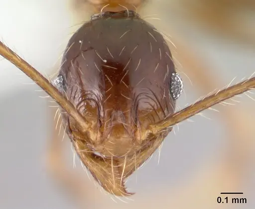 Pheidole oceanica - CASENT0178432