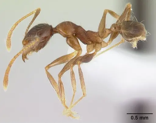 Pheidole oceanica - CASENT0178432