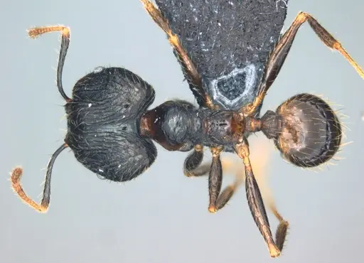 Pheidole oceanica - CASENT0184533