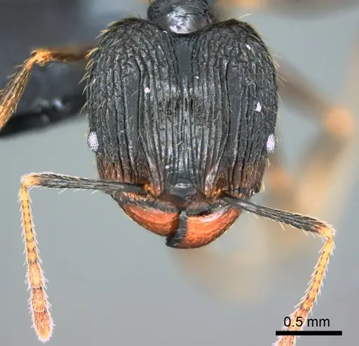 Pheidole oceanica - CASENT0184533