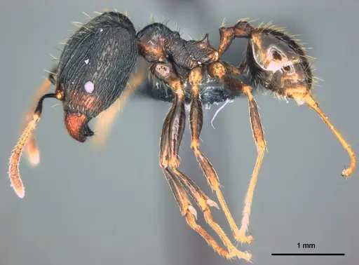 Pheidole oceanica - CASENT0184533