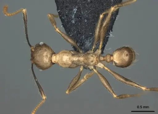 Pheidole oceanica - CASENT0184542