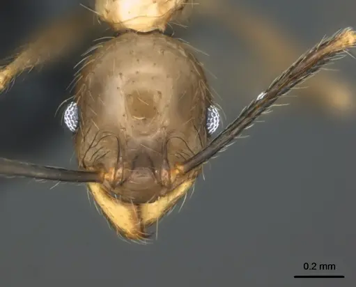 Pheidole oceanica - CASENT0184542