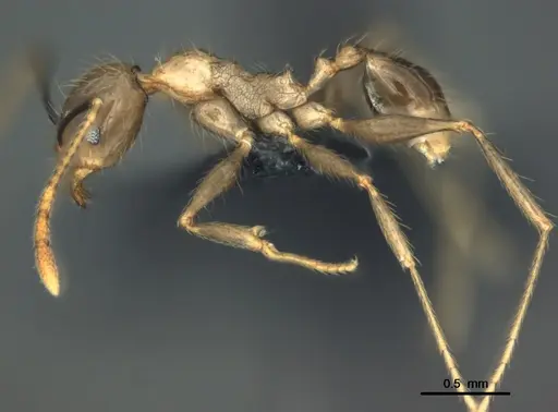 Pheidole oceanica - CASENT0184542