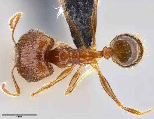 Pheidole oceanica - CASENT0199114