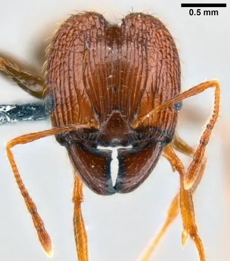 Pheidole oceanica - CASENT0199114