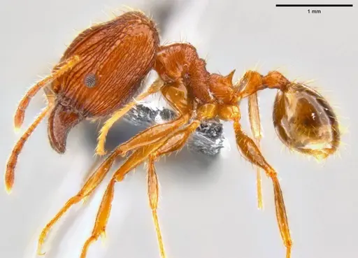 Pheidole oceanica - CASENT0199114