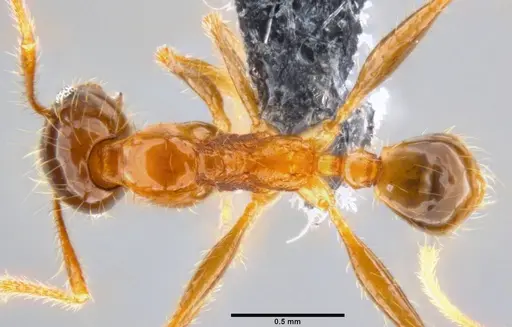 Pheidole oceanica - CASENT0199116