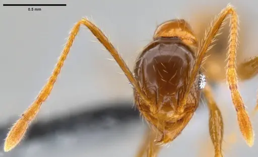 Pheidole oceanica - CASENT0199116