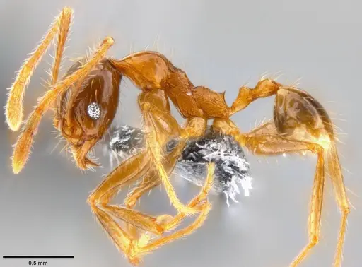 Pheidole oceanica - CASENT0199116